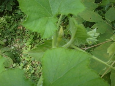 Itty Bitty Tiny Baby Squash.jpg