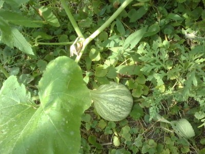 Gettin' there squash - Maybe.jpg