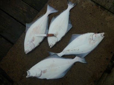 Halibut - 4 small.JPG