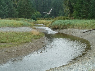 Creek with salmon run.JPG