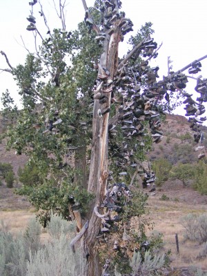 Shoe tree 2.jpg