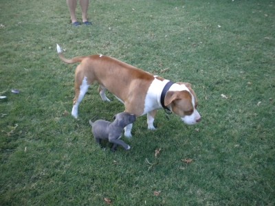 pup 004.JPG