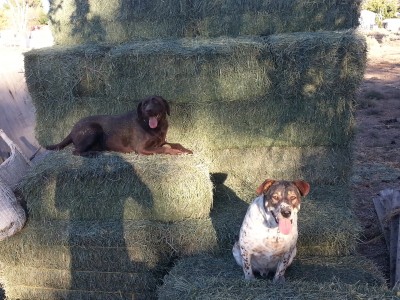 The dogs stacking some hay.jpg