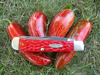 Jalapeno Red 002.jpg