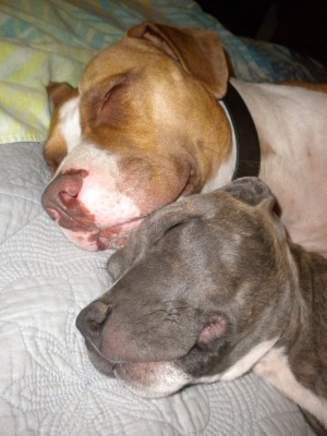 PUPS 014.JPG