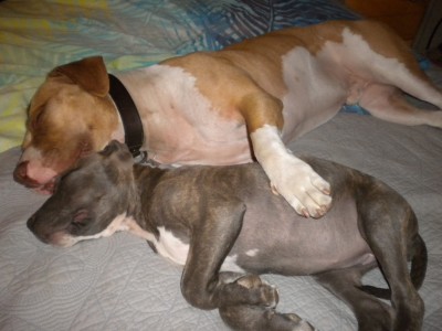 PUPS 015.JPG