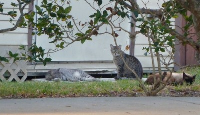 Shop Cats.jpeg