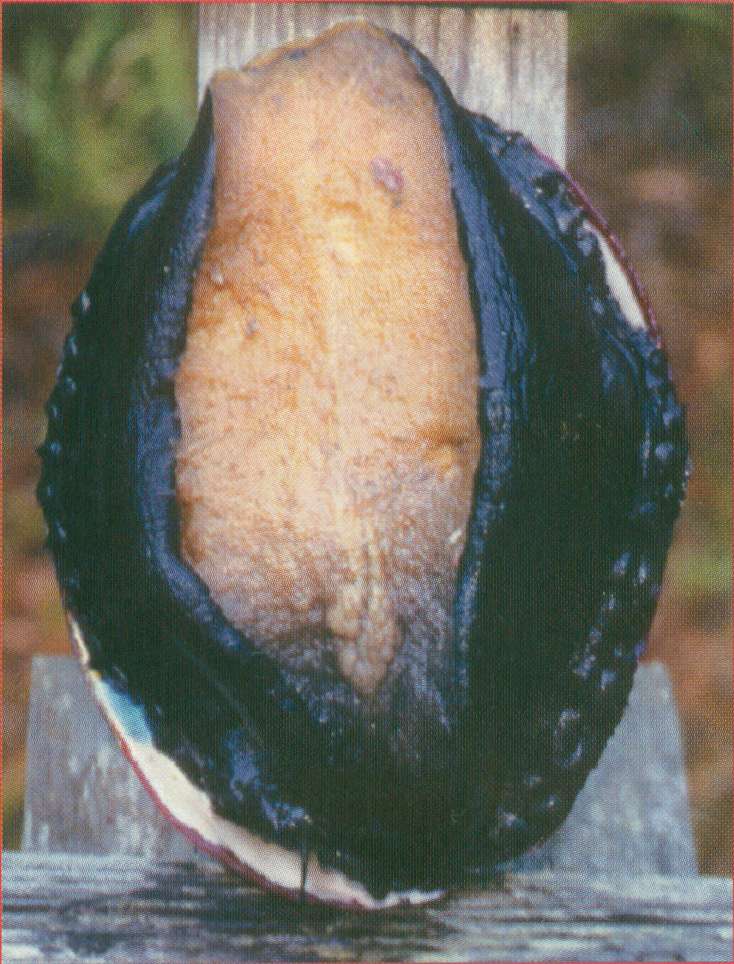 The FOOT, once trimmed to white meat and pounded it will wholesale for around $140.00 a LB for FARM RAISED ABALONE