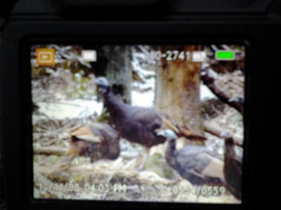 Mike's Turkeys.jpg
