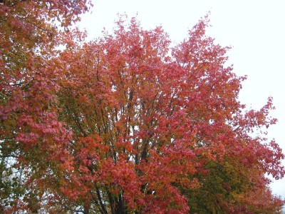 Bradford Pear    Fall Colors.JPG
