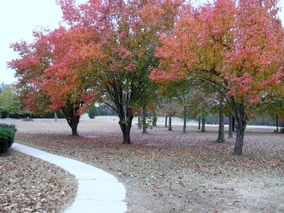 Bradford Pear Trees.JPG