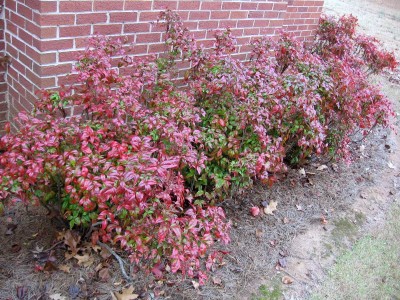 FireCracker-Nandina.JPG