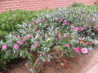 Red Camelia.JPG