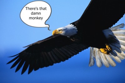 eagle-in-flight damn monkey.jpg