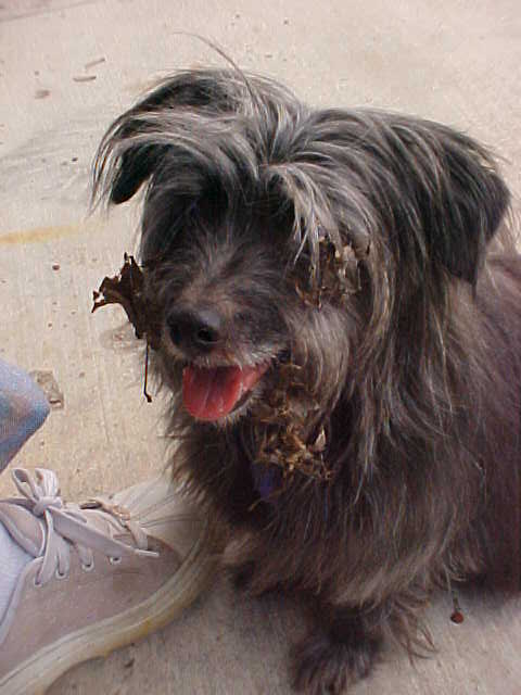 Muttster1.JPG