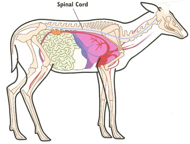 deer vital1.jpg