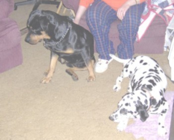 Maggie & Zorro.jpg