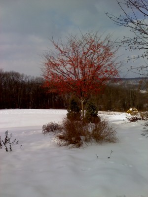December Tree.jpg