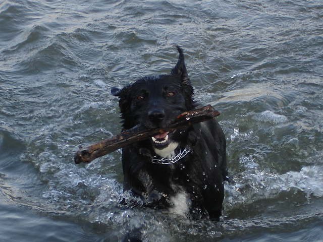 I got it! I got it!  Throw it again?