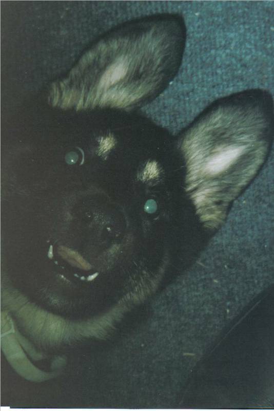 Crazy eyes.jpg
