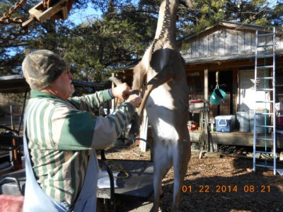 Removing the front legs at the joints