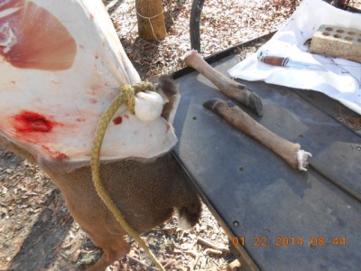After removing hide from neck and shoulders, we tie a golf ball in the hide and then pull the hide off the carcass with a vehicle