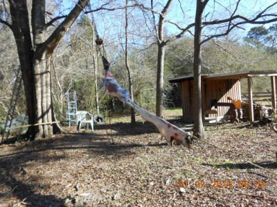 Here the hide is pulled all the way down past the hocks