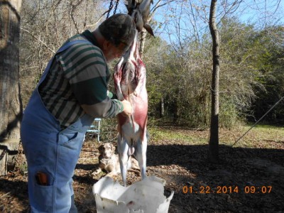 Griz being used to open the body cavity