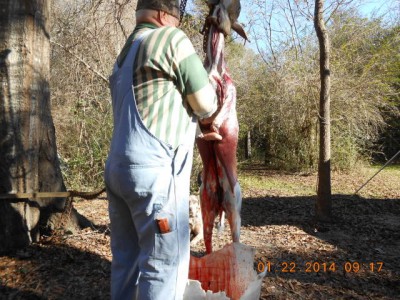 Here Griz is used to split the brisket.  The knife was sharp enough for the job, this I usually do with a Sawzall