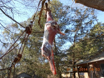 Finished project, hope the cold weather continues for a few days so deer can be aged hanging in the tree (fly bag of course!)