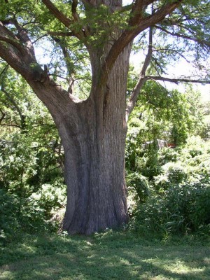 tree-trunk1.jpg