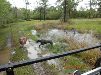 2 wet boys and 2 wet dogs