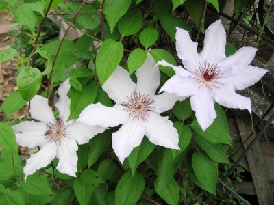 CLEMATIS (2).JPG