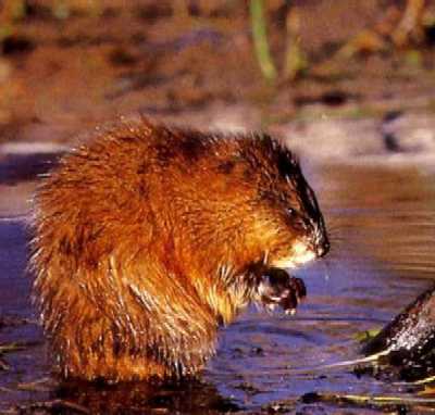 Muskrat.jpg