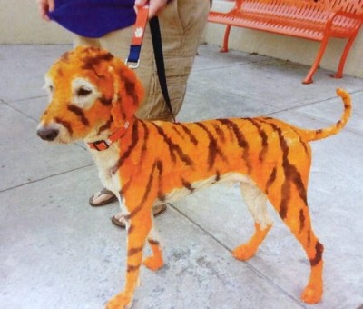 Clemson Dog !!!!.jpg