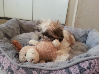 Lucy playing first day home.jpg