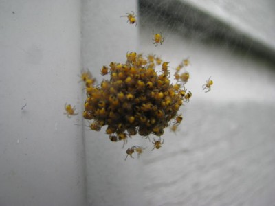 Spiders2.jpg