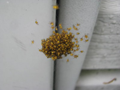 Spiders3.jpg