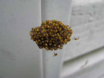 Spiders4.jpg