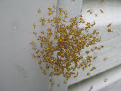 Spiders5.jpg