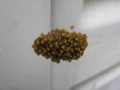 Spiders6.jpg
