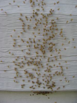 2012Spiders1.jpg