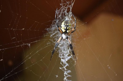 DSC_0494.JPG