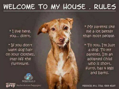 Dog's house.jpg