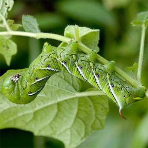hornworm-300.jpg