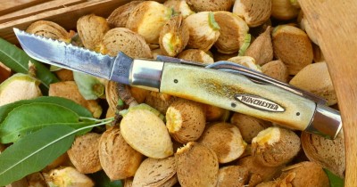 Harvesting almonds in Northern California with my Winchester large congress knife.