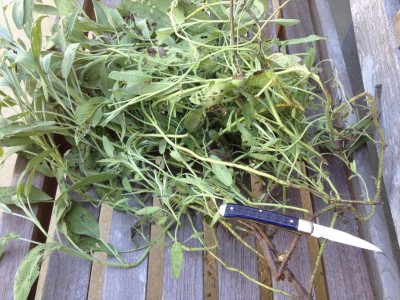 Violet with fresh sage.jpg