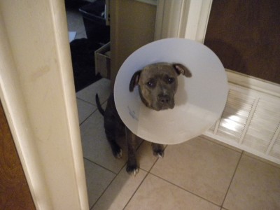 POOR MESSY JESSIE 001.JPG