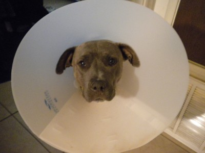 POOR MESSY JESSIE 003.JPG