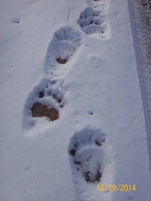 grizzly prints 1.JPG